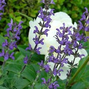 'Merleau' is an erect, clump-forming, hybrid perennial that has a compact, evenly branched form. It has dense terminal spikes of purplish-blue flowers that rise above the foliage from late spring until late summer. Salvia x superba 'Merleau' added by Shoot)