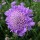 'Butterfly Blue' is a mounding, clump-forming perennial with fine cut, grey-green basal leaves. It has pincushion flowers that are lavender blue, standing on erect stems from spring until frost. Scabiosa 'Butterfly Blue' added by Shoot)