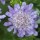 'Blue Diamonds' is a dwarf, mounding, clump-forming perennial with fine cut, grey-green basal leaves. It has pincushion flowers that are lavender blue, standing on erect stems from spring until frost. Scabiosa japonica 'Blue Diamonds' added by Shoot)