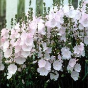 'Little Princess' is an upright, herbaceous perennial with a mound of rounded, deeply lobed, green leaves.  In spring until summer, it bears tall, upright, leafy stems, which are clothed with pale-pink, saucer-shaped flowers. Sidalcea 'Little Princess' added by Shoot)