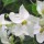 'Album' is a semi-evergreen, perennial climber with slender twining  stems. It has deeply cut, dark green foliage and white flowers in tight clusters that appear in summer.  Solanum jasminoides 'Album' added by Shoot)