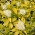 Spiraea japonica 'White Gold' 