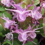 'Lilafee' is a spreading, evergreen perennial with purple-flushed mid-green, heart-shaped leaves and violet flowers in spring. Epimedium grandiflorum 'Lilafee' added by Shoot)