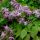 Epimedium grandiflorum 'Lilafee' (Large-flowered barrenwort 'Lilafee') Added by Nicola
