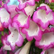 'Pensham Laura' is a semi-evergreen perennial with upright, leafy stems topped with open panicles of white tubular flowers edged with cerise pink during summer and autumn. Penstemon 'Pensham Laura'  added by Shoot)