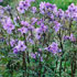 Polemonium yezoense var. hidakanum 'Purple Rain' 