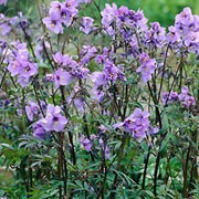 'Purple Rain' is an upright herbaceous perennial with bronzed, pinnate foliage. In late spring, it bears clusters of blue, bell-shaped flowers on branched stems. Polemonium yezoense var. hidakanum 'Purple Rain'  added by Shoot)