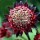 'Bloody Mary' is a clump-forming perennial with deeply divided, palmate, dark green leaves and branching stems bearing umbels of dark red flowers with silver centres in summer and autumn. Astrantia 'Bloody Mary' added by Shoot)