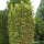  (04/12/2020) Taxus baccata 'Standishii'  added by Shoot)