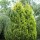 'Yellow Ribbon' is a slow-growing, semi-dwarf, evergreen shrub with an upright habit. It has flat branches of yellowish-orange foliage in spring that matures to medium green. Thuja occidentalis 'Yellow Ribbon'  added by Shoot)