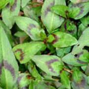P. odorata is a low growing, spreading, herbaceous perennial with tender stems and small deep green leaves with brown spots. It is an edible herb that has a lemony coriander flavour. Persicaria odorata added by Shoot)