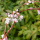 Persicaria odorata (Vietnamese coriander ) Added by Nicola
