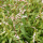 Persicaria odorata (Vietnamese coriander ) Added by Nicola
