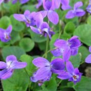 'Queen Charlotte' is a small, mound-forming perennial. It has heart shaped, dark-green leaves and in spring, bears dainty, single, deep violet flowers on upright stems above its foliage.  Viola odorata 'Queen Charlotte' added by Shoot)