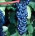 Vitis vinifera 'Seibel 13053'