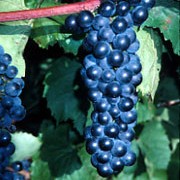 'Seibel 13053' is a fairly vigorous vine with colourful foliage and early, edible, blue grapes in late summer. Vitis vinifera 'Seibel 13053' added by Shoot)