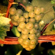 'Pinot Blanc' is a grape vine with green leaves and bunches of yellow-green fruit that are ripe in mid-season. This cultivar is suitable for eating and wine making.  Vitis vinifera 'Pinot Blanc' added by Shoot)