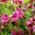 'Bristol Ruby' is a semi-evergreen, medium shrub with vigorous growth and an erect habit. It has green leaves and tubular, ruby-red flowers that bloom in spring.  Weigela 'Bristol Ruby'  added by Shoot)