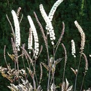 'Brunette'  is an herbaceous perennial with dark bronzed-purple foliage and tall, slender spikes of fragrant, pink-flushed white flowers on dark wiry stems in late summer to early autumn. Actaea simplex (Atropurpurea Group) 'Brunette'   added by Shoot)