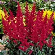 'Montgomery' is an herbaceous perennial with dark-green divided leaves.  Throughout summer, it bears plumes of rose-red flowers on dark stems. Astilbe 'Montgomery' added by Shoot)