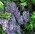 Wisteria floribunda 'Purple Patches' 