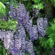 'Purple Patches' is a deciduous vine with green, compound leaves and long, fragrant, drooping clusters of violet-purple flowers in early summer.  Wisteria floribunda 'Purple Patches'  added by Shoot)
