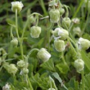 'Album' is a compact herbaceous perennial.  In late spring, it bears dainty, nodding, white flowers on wiry stems held above its lobed basal foliage. Geum rivale 'Album'  added by Shoot)