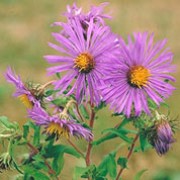 Aster novae-angliae added by Shoot)