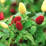 'Prairie Fire' is an ornamental, annual, dwarf pepper that can be grown indoors or outdoors. It has green leaves and short, pointed, cream fruits that turn to yellow, orange and then red when mature. They only live about 90 days. Capsicum annuum 'Prairie Fire' added by Shoot)
