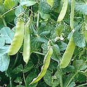 'Oregon Sugar Pod' is a perennial climbing legume, often grown as an annual, forming small white flowers followed by long, deep green pods containing small, round, edible peas. It is best to pick the pods while they are still flat and peas have just started to form.  Pisum sativum var. macrocarpon 'Oregon Sugar Pod' added by Shoot)