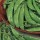 'Sugar Bon' is a dwarf, perennial climbing legume, often grown as an annual, forming small white flowers followed by short, broad, green pods. This variety has an early crop. Pisum sativum 'Sugar Bon' added by Shoot)