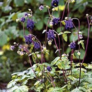 'Leprechaun Gold' is an herbaceous perennial with green and gold marbled fern-like foliage.  In late spring to early summer, it bears nodding purple flowers on tall wiry stems. Aquilegia 'Leprechaun Gold' added by Shoot)