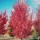 'Spire' is a medium, upright tree that is columnar when young but fans out when mature. It has pink-bronze leaves that turn orange-red in autumn. Single, soft pink flowers bloom in spring.  Prunus 'Spire' added by Shoot)
