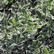 'Microphylla Variegata' is a dense, upright, evergreen shrub that has leathery, deep-green leaves with silver-white edges.  Euonymus japonica 'Microphylla Variegata' added by Shoot)
