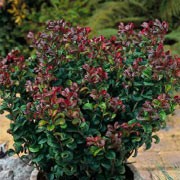 'Curly Red' is a medium, creeping, evergreen shrub that is good as a ground cover. It has glossy, green foliage that starts out as red, and then turns red again in the cold of winter.  Leucothoe axillaris 'Curly Red' added by Shoot)