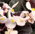 Begonia 'Expresso Rose' Expresso Series