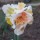 'Replete' is a bulbous perennial with strap-shaped, green leaves and double, trumpet-shaped, cream and pink flowers. Narcissus 'Replete' added by Shoot)