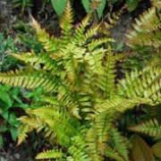 var. prolifica  is an evergreen fern with crisp, arching fronds that emerge coppery-bronze, maturing to green. Dryopteris erythrosora var. prolifica   added by Shoot)