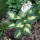 'Dream Weaver' is a hardy, clump-forming perennial with upright, rounded, corrugated leaves with a wide, blue-green margin and a yellow centre. In mid summer they produce white flowers. Hosta 'Dream Weaver' added by Shoot)