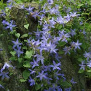C. poscharskyana is a cascading, evergreen perennial with small green leaves, bearing an abundance of stary violet-blue flowers from summer until autumn.  Campanula poscharskyana added by Shoot)