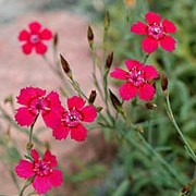 'Brilliancy' is a is a low, mat-forming, evergreen perennial with tufts of linear, dark green foliage. In spring until autumn it is covered with flat, crimson flowers. Dianthus deltoides 'Brilliancy'  added by Shoot)