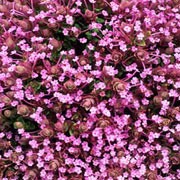 O. amanum is a low spreading, evergreen perennial with small, heart shaped green leaves and terminal whorls of funnel shaped pink flowers in pale pink bracts from mid-summer. Origanum amanum  added by Shoot)