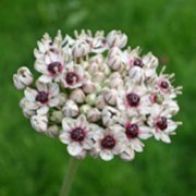 'Silver Spring' is a bulbous perennial. It has basal, strap-shaped, green leaves. In late spring and early summer it bears spherical, rose centered white flowers on upright stems, resembling drumsticks. Allium 'Silver Spring' added by Shoot)