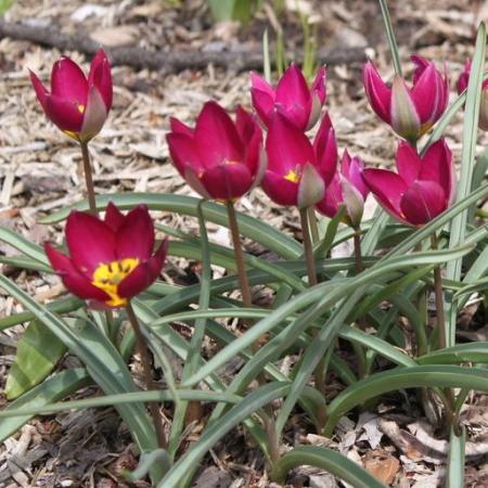 Tulipa humilus 'Persian Pearl'