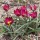 (08/06/2018) Tulipa humilus 'Persian Pearl' added by Shoot)
