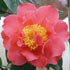 Camellia x williamsii 'Senorita'  