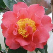 'Senorita'  is a large evergreen shrub with glossy, dark-green ovate leaves and large, semi-double pink flowers in late winter to early spring. Camellia x williamsii 'Senorita'   added by Shoot)