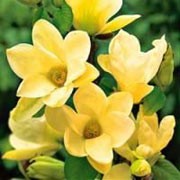 'Yellow River' is a medium tree with large, green leaves and yellow buds that open to creamy, cup shaped flowers on bare branches in spring. Magnolia denudata 'Yellow River' added by Shoot)