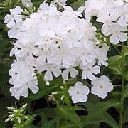 'Fujiyama' is a herbaceous perennial with fragrant, pure white flowers from early summer through to autumn above slender, toothed mid-green leaves. Phlox paniculata 'Fujiyama'  added by Shoot)