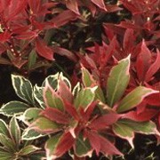 'Carnival' is a compact shrub with small green leaves that are edged white and turn pink in winter. In spring it has bright red new growth following ivory white flowers.  Pieris japonica 'Carnival'  added by Shoot)